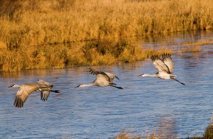 Sandhill cranes in Crex Meadows, by Saibal Ghosh via Flickr