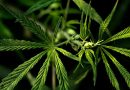 Ready to ‘Smoke Weed Everyday’, House Passes Bill to Decriminalize Marijuana