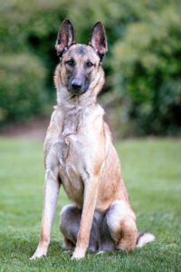 German Shepherd: Ellie Mae, photo courtesy of Kelly Mac Studios