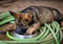 German shepherd: Image by Angeles Balaguer from Pixabay