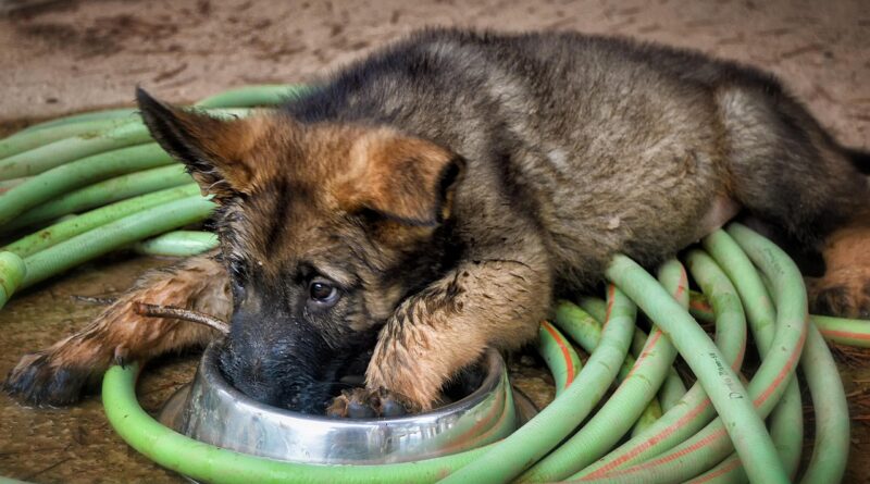 German shepherd: Image by Angeles Balaguer from Pixabay
