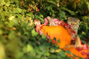 Autumn, Halloween: Image by Margo Lipa from Pixabay