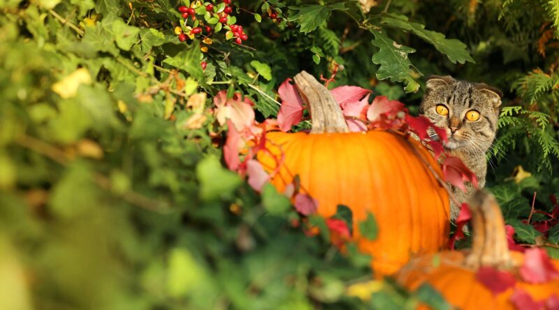 Autumn, Halloween: Image by Margo Lipa from Pixabay