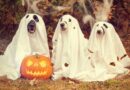 Howl-o-ween party, Halloween: Image by nancy sticke from Pixabay