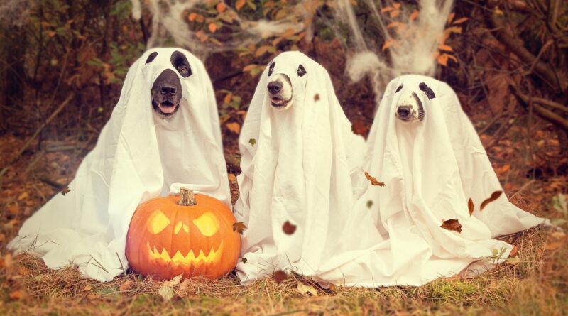 Howl-o-ween party, Halloween: Image by nancy sticke from Pixabay