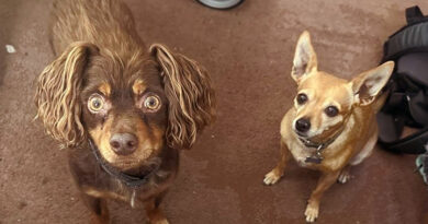 Remembering Thanksgiving Days Past